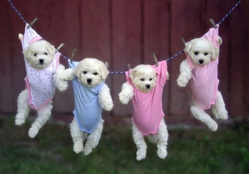 cute maltese puppies lol funny pink babies.jpg